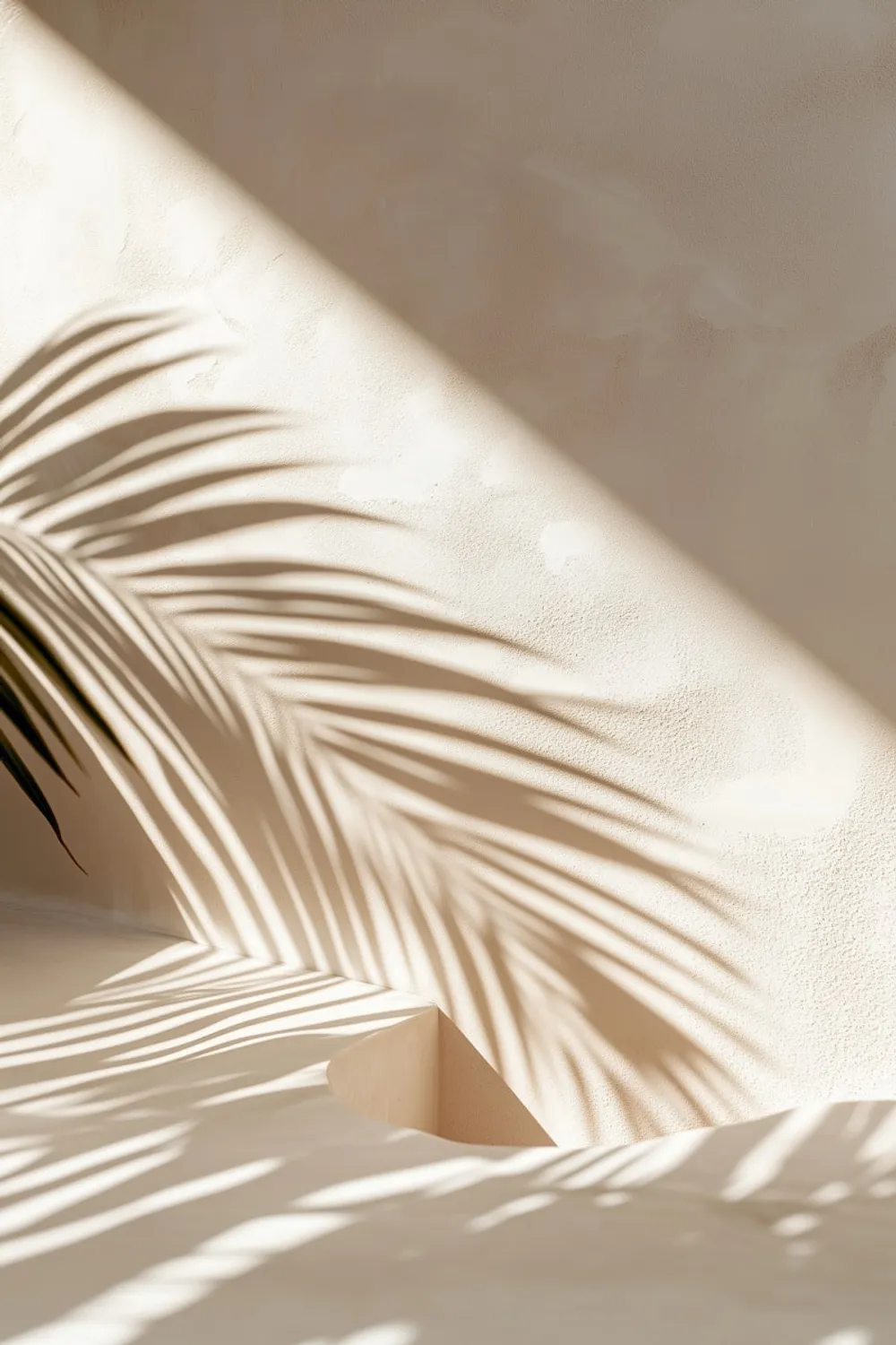 palm